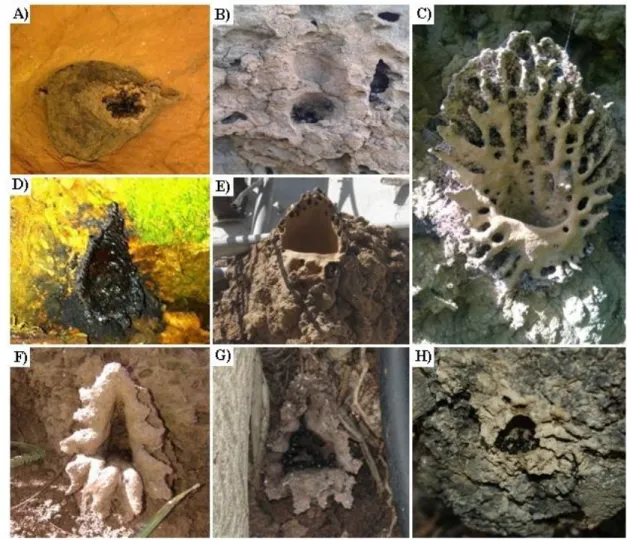 Figura  3.  Variedade  de  formas  das  estruturas  de  entrada  construídas  por  espécies  do  gênero  Partamona