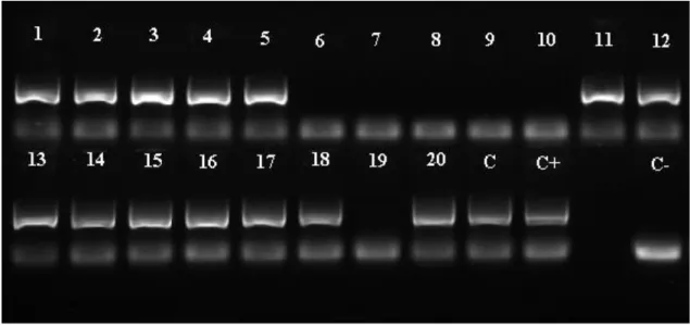 Figura  5. Método  empregado  para  a  visualização  de  fragmentos  obtidos  com  os  primers  SCAR,  específicos  para  cromossomos  B  de  Partamona