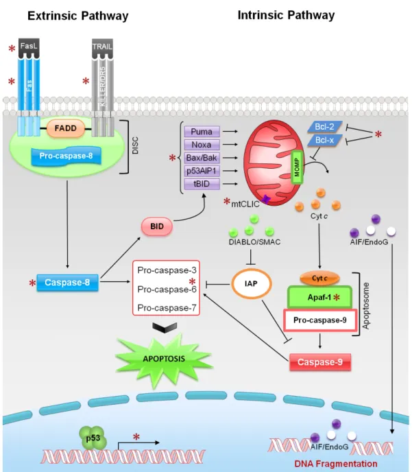 Figure 3. Intrinsic and extrinsic apoptotic pathways: regulation by p53. p53 up-regulates the  expression  of  proteins  involved  in  both  intrinsic  and  extrinsic  apoptotic  pathways