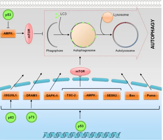 Figure  4.  p53  family  proteins  distinctly  regulate  autophagy  depending  on  its  subcellular  localization