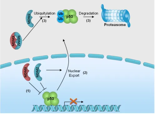 Figure 6. Regulation of p53 activity and stability by MDM2 and MDMX. MDM proteins bind to  p53 and inhibit its transcriptional activity (1)