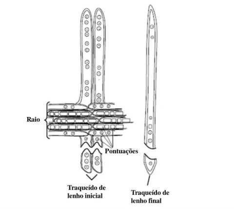 Figura 2.3- Esquema dos traqueídos do lenho inicial e do lenho final (Garrido, 2004). 