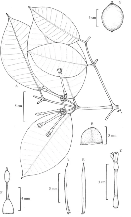 Figura 2. Lacmellea macrantha J. F. Morales  A. Ramita con inflorescencias. B. Vista de la cara abaxial de un sépalo