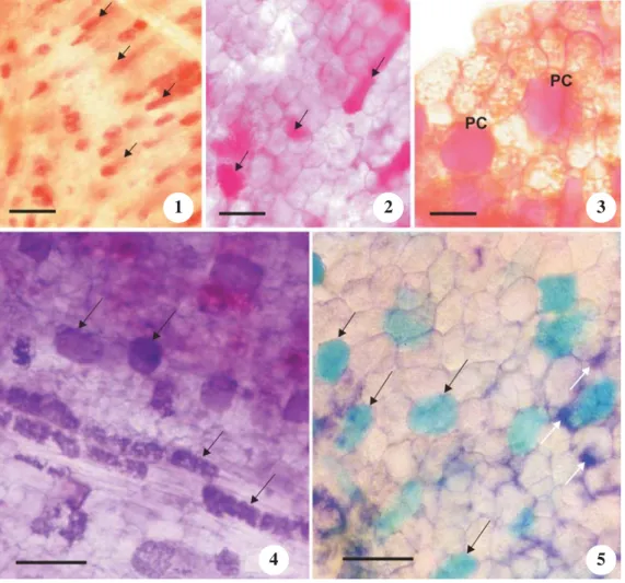 Table 1. Polyphenols (mg g -1 ) on a dry, defatted basis from the cotyledons of seven Theobroma species.