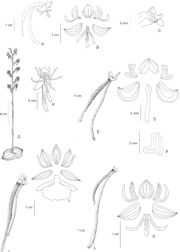 Figure 2. A-C. Habenaria candolleana Cogn. A. Flower. B. Perianth. C. Column, side view