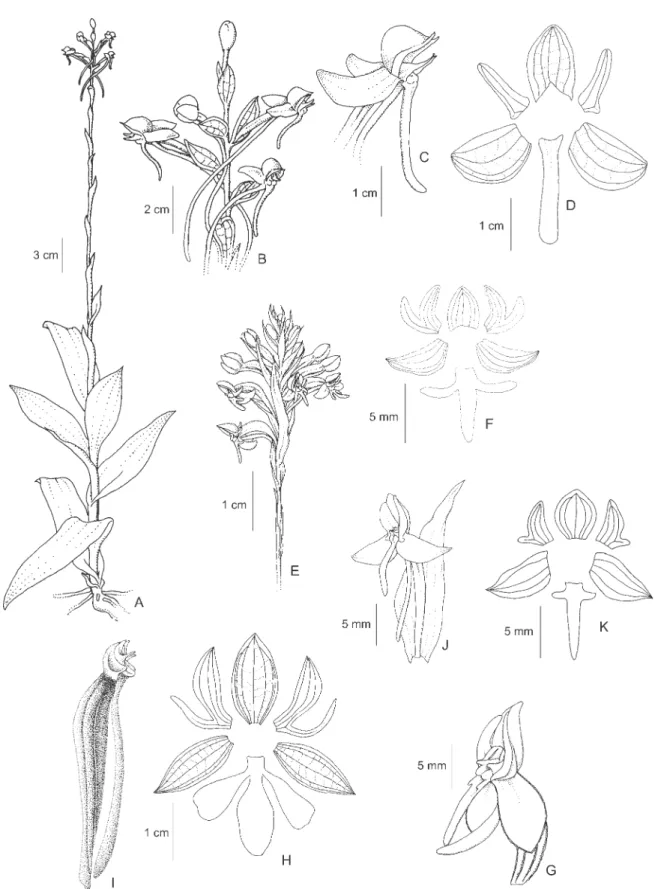 Figure 3. A-D. Habenaria hamata Barb. Rodr. A. Habit. B. Inflorescence. C. Flower. D. Perianth