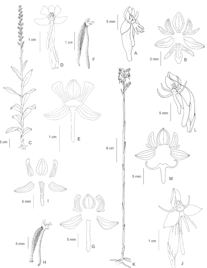 Figure 6. A-B. Habenaria parviflora Lindl. A. Flower. B. Perianth. C-F. Habenaria petalodes Lindl