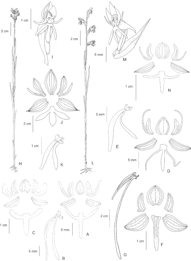 Figure 7. A-C. Habenaria schwackei Barb. Rodr. A. Perianth. B. Ovary, column and spur