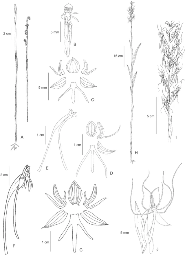 Figure 8. A-C. Habenaria subfiliformis Cogn. A. Habit. B. Flower. C. Perianth. D-E. Habenaria sylvicultrix Lindl