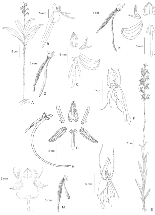 Figure 1. A-D. Habenaria alterosula Snuvenrink &amp; Westra. A. Habit. B. Flower. C. Perianth