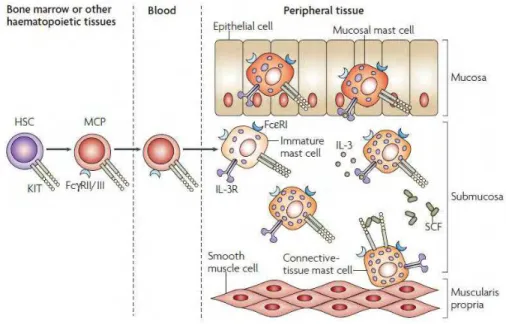 Figura 1 – Desenvolvimento e distribuição dos mastócitos. Os progenitores de mastócitos (MCP)  circulam  livremente  no  sangue  e  vão  para  o  tecido  onde  sofrem  diferenciação  e  maturação