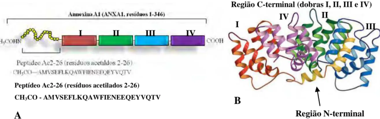 Figura 2 – Proteína anti-inflamatória anexina A1. Representação esquemática da estrutura primária  [A]  da  proteína,  com  destaque  do  sítio  ativo  anti-inflamatório  (peptídeo  Ac2-26),  e  seu    arranjo  tridimensional [B]