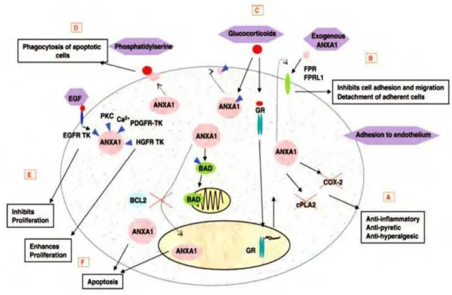 Figura 3. Ações biológicas da ANXA1. [A] Inibição da fosfolipase A2 (cPLA 2 ) e ciclo-oxigenase-2  (COX-2)