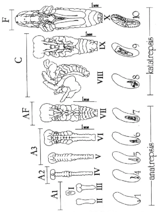 Figure 1. Embryonic stages of Rhammatocerus conspersus following important morpho- morpho-logical modifications (I to X), embryos inside the egg (1 to 10) and steps of embryonic  devel-opment (anatrepsis and catatrepsis)