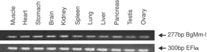 Figure 7. Expression pattern of BgMm-1 in various tissues of adult toad.