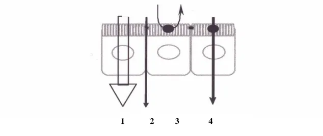 Figure 4. Schematic illustration of the different transport routes that are relevant in drug absorption