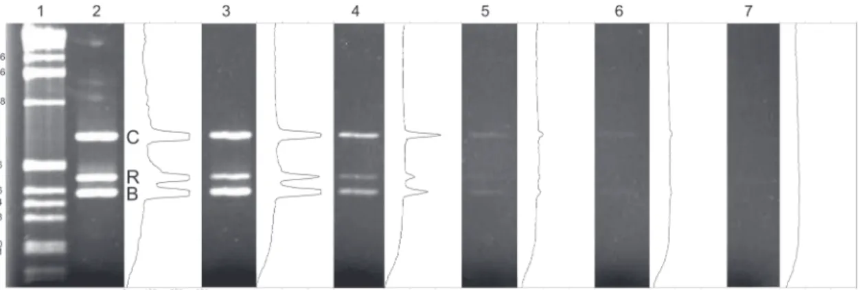 Figure 2. Agarose gel of the Multiplex PCR protocol for detection and identification of species of Crassostrea, native to the Brazilian coast