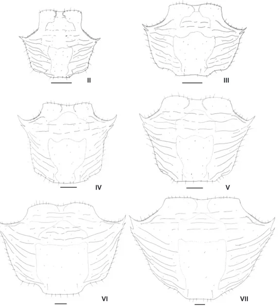 Figure 30. Pachygrapsus gracilis, juvenile instars. Carapace from juvenile instar II to VII