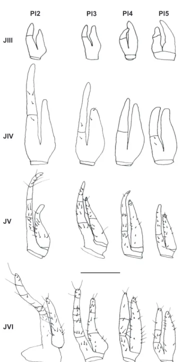 Figure 32. Pachygrapsus gracilis, juvenile instars. Female pleopods (Pl2-Pl5) from juvenile instar III to VI