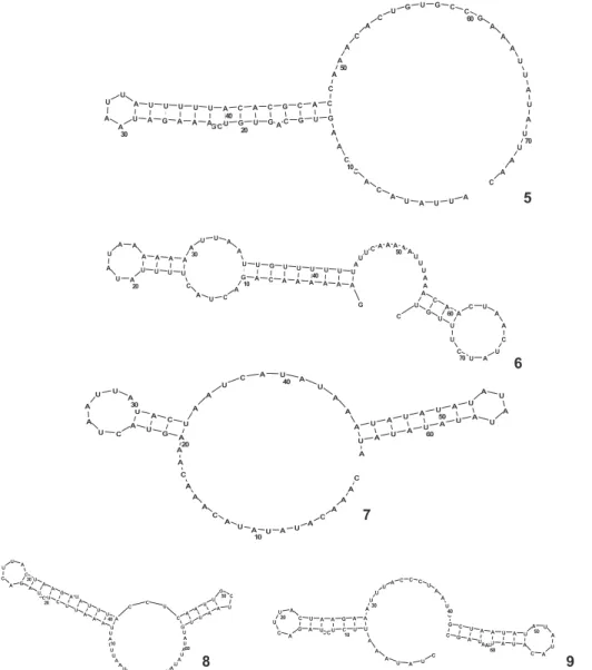 Figure 5-9. Secondary structure of repeat units constructed from VNTRs of the five pleurodiran turtles: (5) the 74 bp repeat unit of C.