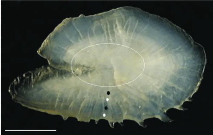Figure 2. Characteristics of whole sagittal otoliths of C. edentulus captured in the Saco dos Limões bight (southern Brazil)