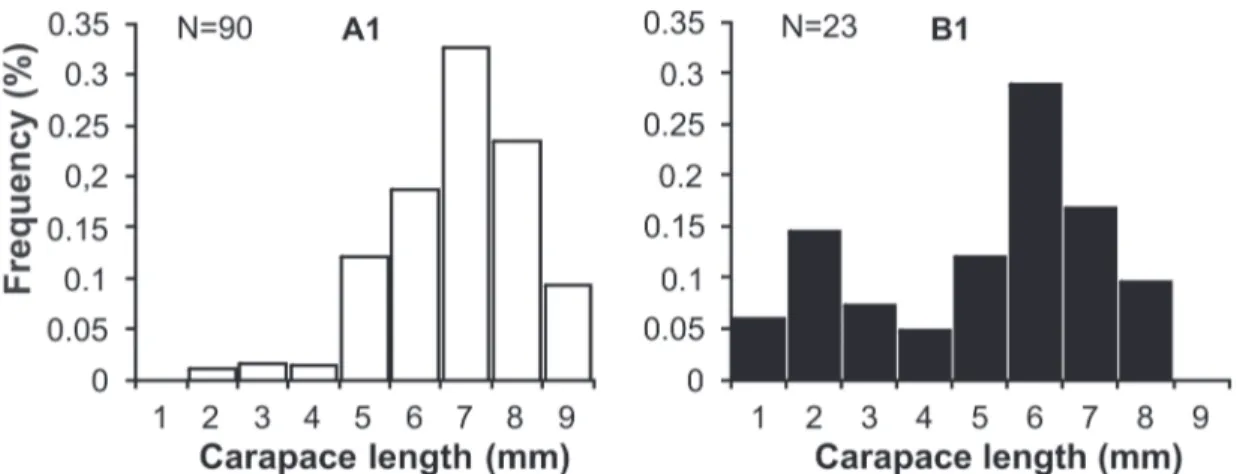 Figure 23. Frequency distribution of carapace length (CL) of L. siriboia collected as sites A1 and B1 from August 2006 to July 2007 in the Marapanim estuary, Pará, Brazil.