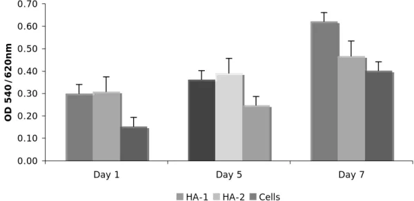 Figure 5. MG-63 cells culture on microspheres based on hydroxyapatite nanosized 