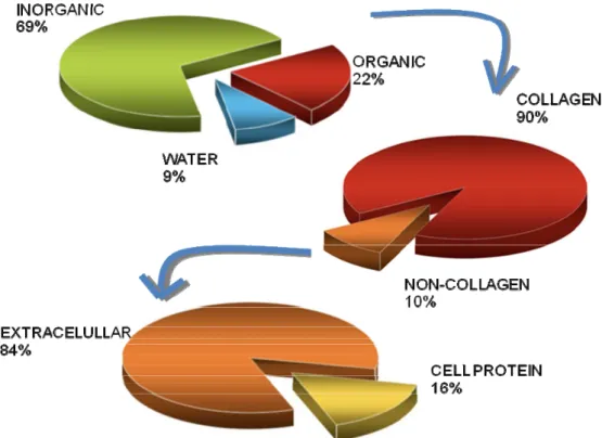 Figure 3. Distribution by weight of the constituents of whole cortical bone [12]. 