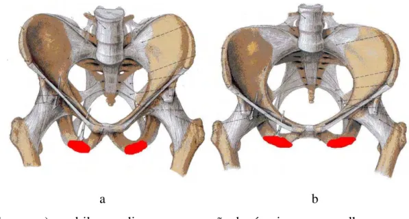 Figura 1  –   a) quadril masculino com marcação dos ísquios em vermelho.   b) quadril feminino com marcação dos ísquios em vermelho 