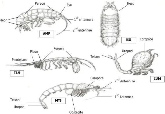 Figure  2:  Anatomy  and  diversity  in  some  peracarid  crustaceans,  AMP=amphipods,  ISO=isopods,  TAN=tanaids, CUM=cumaceans and MYS=mysids (adapted from Brusca &amp; Brusca 2003)
