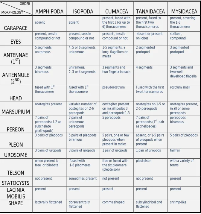 Table  1  summarizes  the  principal  morphological  features  of  five  peracaridan  orders