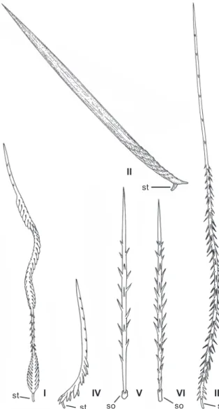 Table I. Distribution of urticating setae types in New World Theraphosidae, location and method of release.