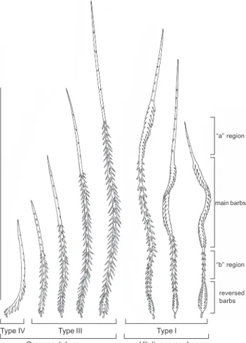 Figure 25 shows body setae variants with the typical plumose aspect on its distal half, whereas the basal half bears barbs  ba-sally oriented and similar to type III hair