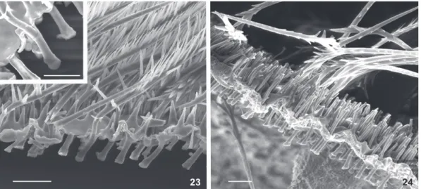 Figure 25. Grammostola sp., preserved female, body setae: above: typical finely plumose body seta; center and below: body setae variants having barbs pointing basally and a finely plumose distal region