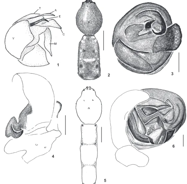 Figure 1-6. Male araneid spiders. (1) Acusilas lepidus, male holotype, left palpus (schematic), ventral view; (2-4) Micrathena beta, male holotype: (2) habitus, dorsal view; (3) mirror image of right palpal bulb, ventral view; (4) mirror image of right cym