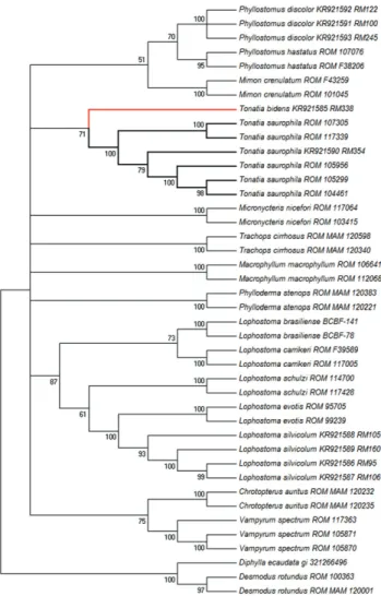 Figure 11. Neighbor-joining (NJ) dendogram describing relation- relation-ships among genera of bats in Phyllostominae and calculated from COI sequence data (the species of Tonatia are highlighted)