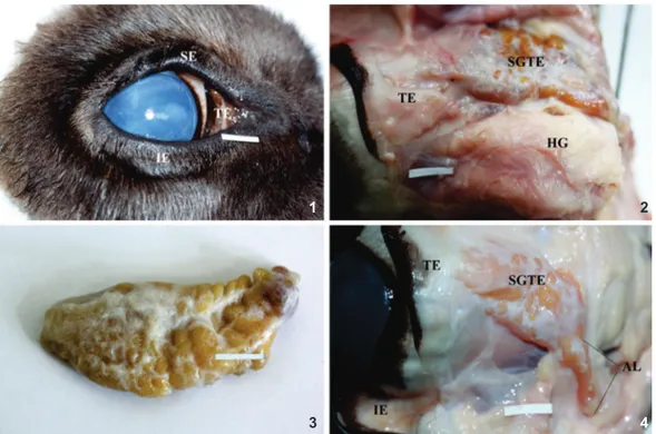 Figure 5. Morphometric parameters (mm) of the HG, LG and SGTE in European bison. (HG) Harderian gland, (LG) lacrimal gland, (SGTE) superficial gland of the third eyelid