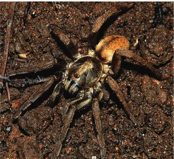 Figure 41. Neodiplothele  aureus sp. nov. female from Leme do Prado, Minas Gerais (IBSP 123395)