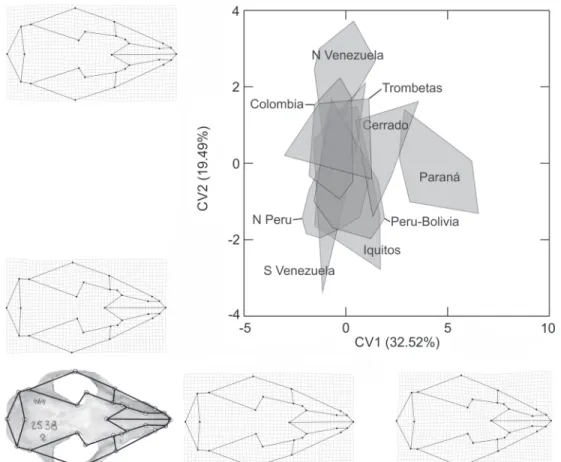 Figure 6. Canonical Variates Analysis on shape variables (partial warps and uniform components) of the cranium in dorsal view of Caluromys lanatus, using localities as grouping factors, and percentage of variance explained by the first two CVs