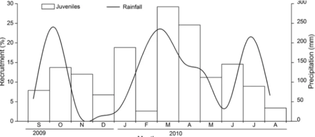 Figure 4. Recruitment pattern of Palaemon pandaliformis and monthly precipitation recorded from September 2009 and August 2010 in  Rio Salsa, Canavieiras, Bahia, Brazil.