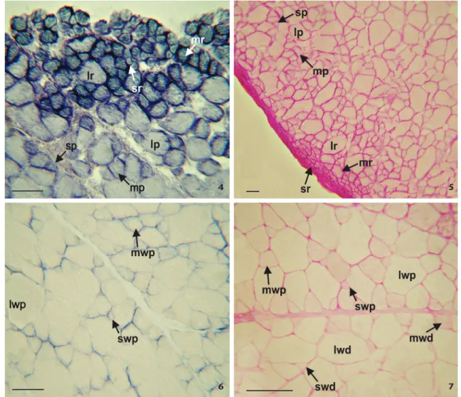 Table 2. Capillary supply of the adductor pectoral fin muscle of  Micropogonias furnieri.