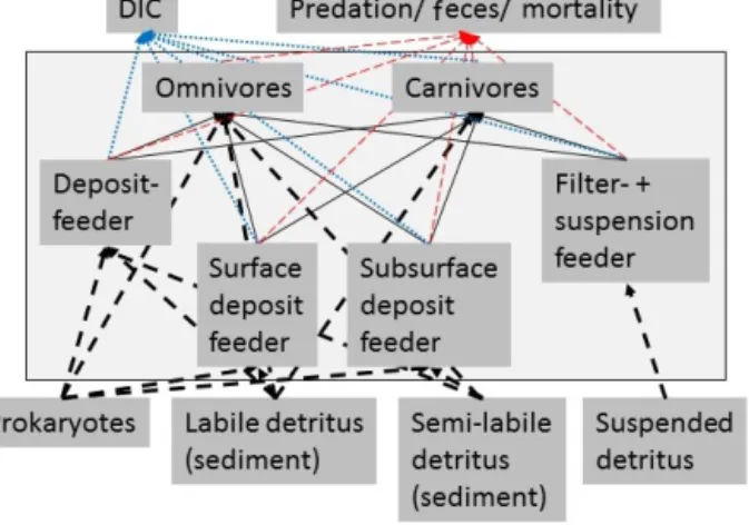 Figure 3. Simplified schematic representation of the food web structure that forms the basis of the linear inverse model (LIM).