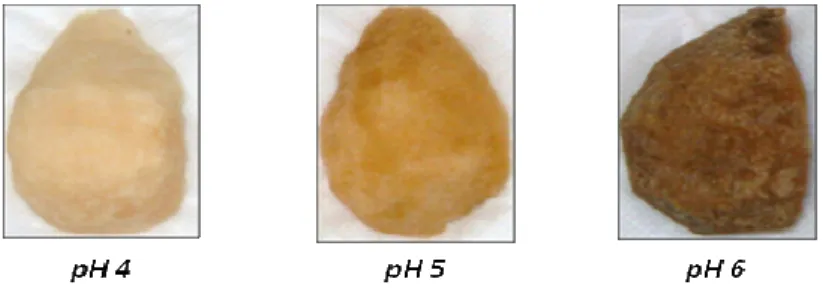 Figura 2 - Efeito da variação do pH no desenvolvimento da coloração em  peras frescas liofilizadas
