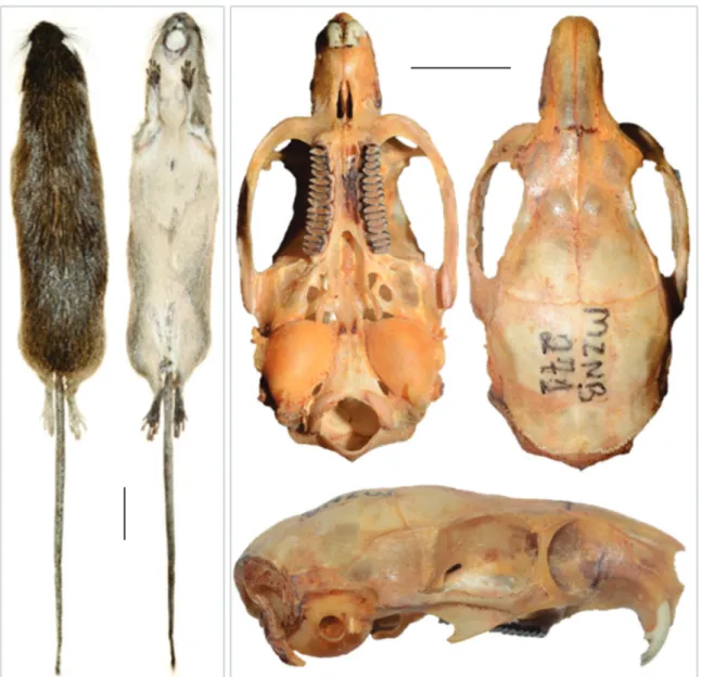 Figure 2. Dorsal, ventral and lateral views of skull and skin of P. lundi female MZNB 271