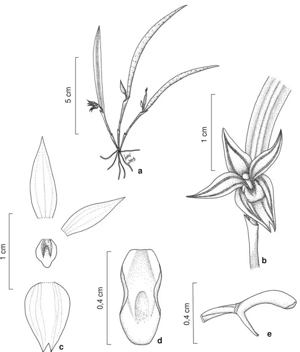 Figura 2 – Octomeria leptophylla – a. hábito; b. flor; c. perianto; d. labelo, vista frontal; e