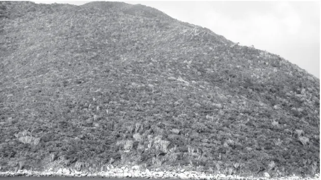 Figura 5 – Fotografia ilustrando o aspecto decidual e xerófito da vegetação da Ilha de Cabo Fio (classe Floresta Estacional Seca).