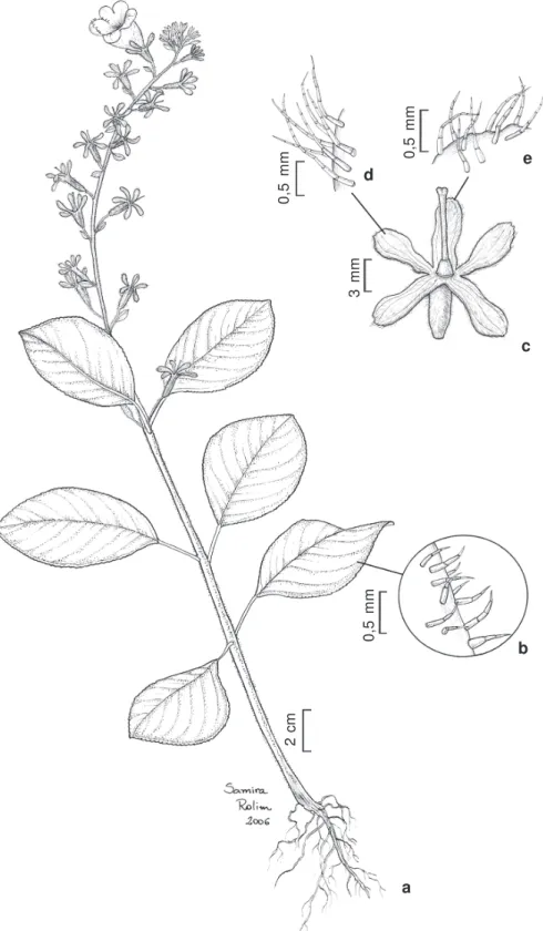Figura 1 – Gloxinia alterniflora A.O.Araujo &amp; Chautems – a. hábito; b. detalhe dos tricomas da folha; c