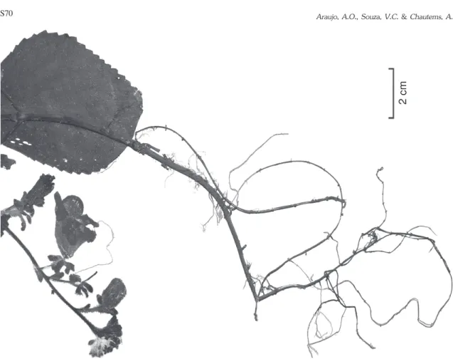 Figura 2 – Gloxinia alterniflora A.O.Araujo &amp; Chautems – Base da planta, evidenciando o estolão e as raízes fibrosas (Hatschbach 74705).
