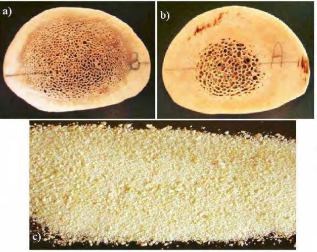Figura 3. Fotos mostrando em a) e b) amostras de epífise de metacarpo eqüino com  tecido ósseo compacto e trabecular para estudo da variação da porosidade nos dois  tecidos e em c) amostra particulada de metacarpo de eqüino após processo de trituração