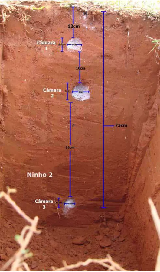 Figura 3: Ninho 2 – vista interna das câmaras marcadas com talco neutro. 